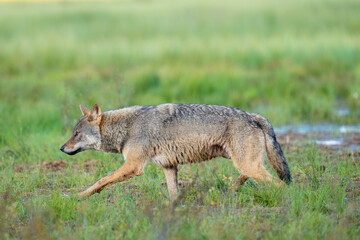 Fototapeta premium Eurasian Wolf
