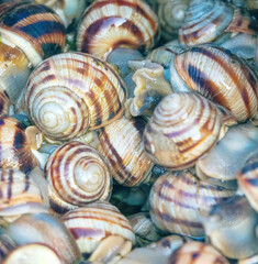 Grape snails undergo a process of purification and soaking. Lots of macro snails