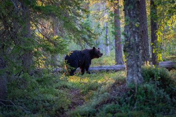 Brown bear in summer forest