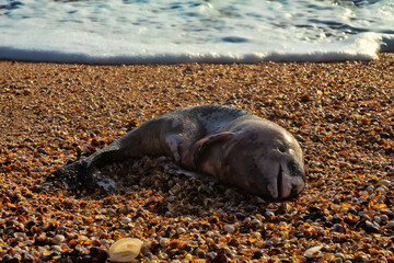 A young porpoise dolphin (Phocaena phocaena) died during a storm (or for other reasons) and was...