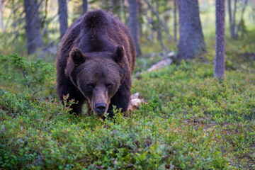 Brown bear in summer forest