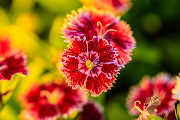 China Pink Splendor: The Delicate Dance of Dianthus Chinensis