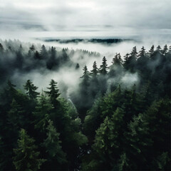 "Misty Majesty: Overhead View of Evergreen Forest with Rolling Fog, Resembling the Pacific Northwest"
