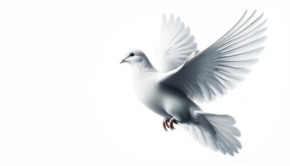 Obraz premium White Dove Flying in Air, Isolated on White Background