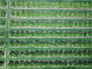 Citrus plantation in northwestern Argentina