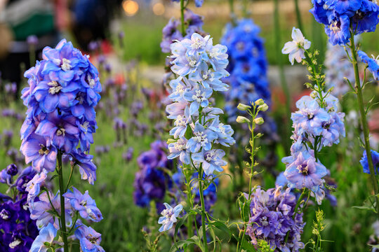 Angelonia Angustifolia: The Graceful Purple Snapdragon