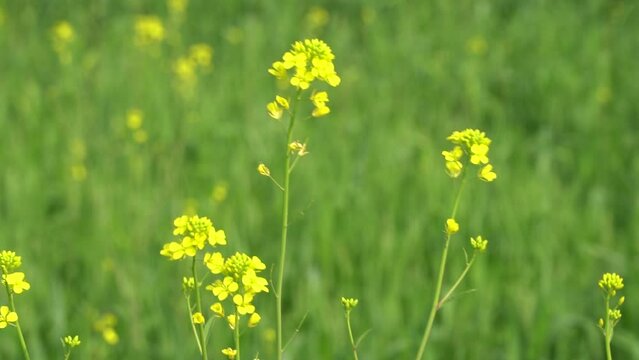 Honey Bee sucking Nectar on Yellow Mustard flower to make Honey, blurred background. Honey Bee pollinating yellow mustard flowers and collecting Nectar on yellow field flowers. slow motion