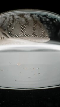 Vertical video. A metal mesh with tea leaves inside, shaped like a sphere, is submerged into a glass of water, and tea particles begin to fall down.