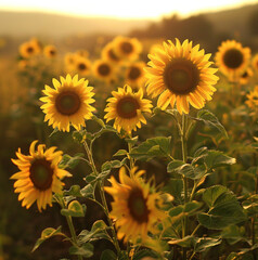 Obraz premium Sunflowers in a beautiful natural setting, sunflower in garden sunset