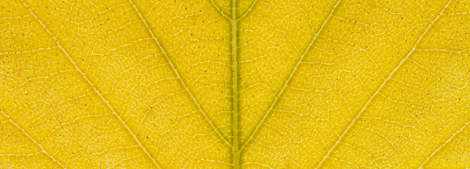 Obraz premium Yellow leaf texture. Autumn background. Macro photography.