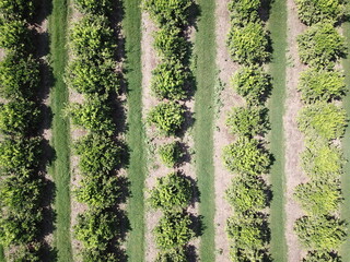 Citrus plantation in northwestern Argentina