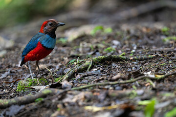 Red-bellied Pitta