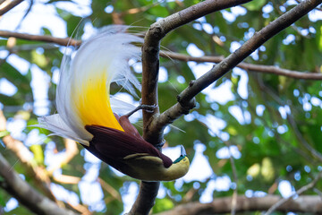 Lesser Bird of Paradise