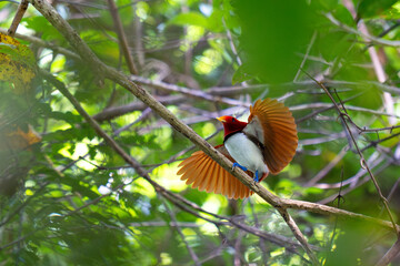 King Bird of Paradise amongst green leaves