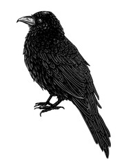 Vector illustration of a crow in engraving style