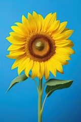 Sunflower against blue background. Ai Generative