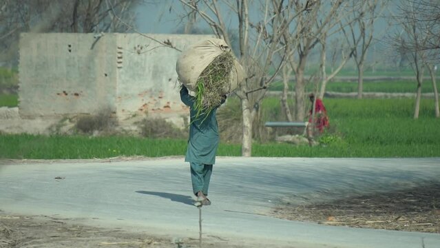 Pakistani Village Life: man Carrying Grass on Their Heads for Their Cattle, Slow-motion 