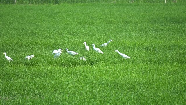 great egret birds flock. group of great white egret birds in the green fields. Slow Motion HD
