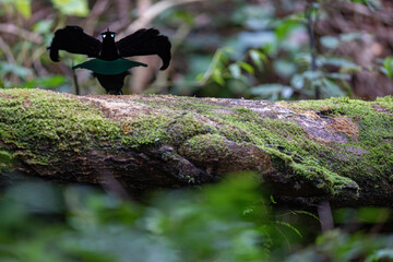 Superb Bird of Paradise