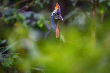 Southern Cassowary