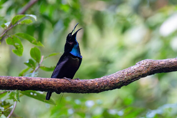 Magnificent riflebird