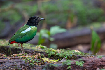 Hooded pitta