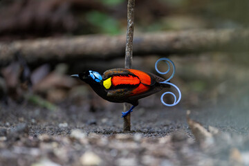 Wilson's Bird of Paradise