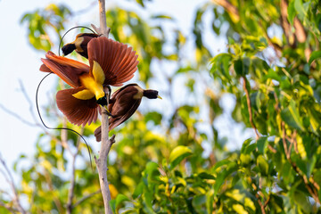 Red Bird of Paradise - Powered by Adobe