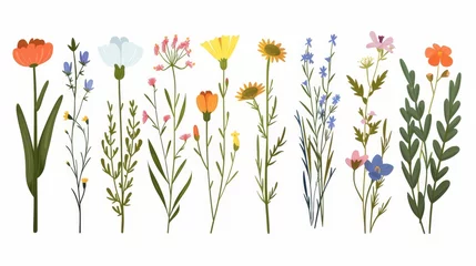 Foto op Canvas Flower stems, spring and summer plants. Abstract field and meadow blooms. Wildflowers. Flat modern illustrations isolated on white. © Mark