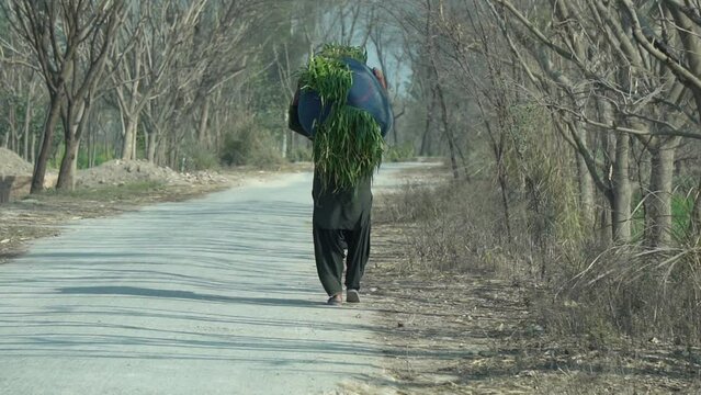 Pakistani Village Life: man Carrying Grass on Their Heads for Their Cattle, Slow-motion