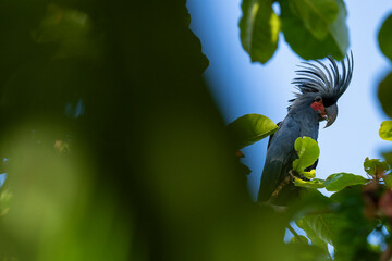 Palm cockatoo amongst green leaves © Staffan Widstrand