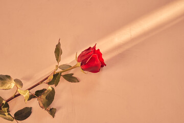 Beautiful mock up with red rose on a peach fuzz background on a narrow beam of sunlight. Background...