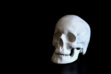 Plaster white skull close-up on a black background. Fake plaster skull on a dark background. Model for drawing a skull, for art school students. Anatomy and art education concept