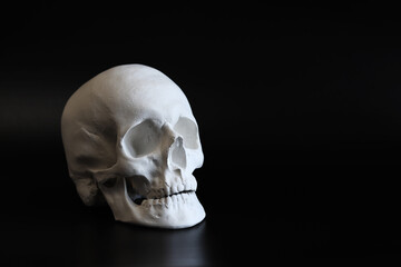 Plaster white skull close-up on a black background. Fake plaster skull on a dark background. Model for drawing a skull, for art school students. Anatomy and art education concept