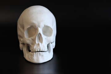 Plaster white skull close-up on a black background. Fake plaster skull on a dark background. Model for drawing a skull, for art school students. Anatomy and art education concept