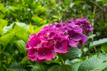 紫陽花の微笑み