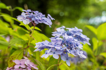 紫陽花の魔法のような魅力