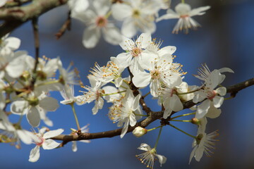 Schlehe blühend, Prunus spinosa