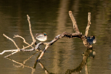 森林公園のカモ