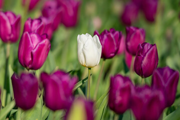 チューリップたち