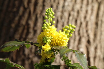 Blüten am Baumstamm