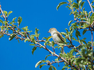 Bird passer domesticus on a branch