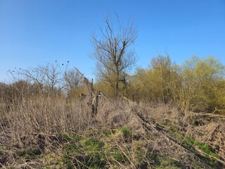 Old tree dry grass spring