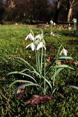 group of snowdrops in the park