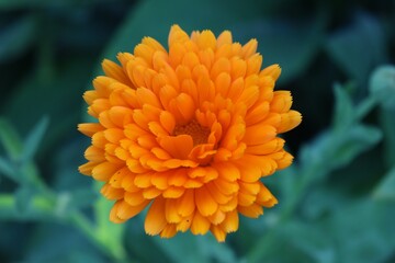 closeup of orange flower of calendula