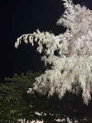 Tree illuminated by light looking like snow tree.
