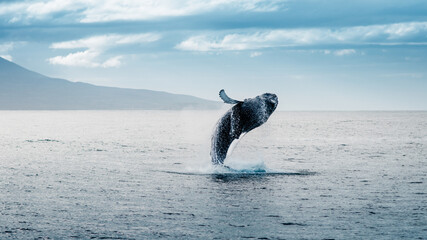 whale watching, whale jumping out of the water humpback whale, Iceland 