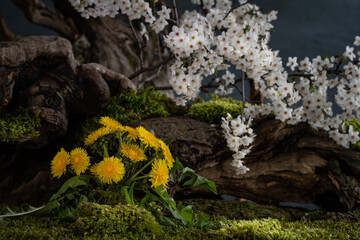Flower composition. Branch of a blossoming plum. Spring flowers. Flowering plants.