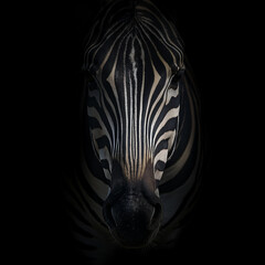 zebra in black