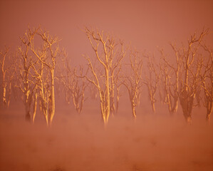 Dead trees in mist on forest ground during sunrise.